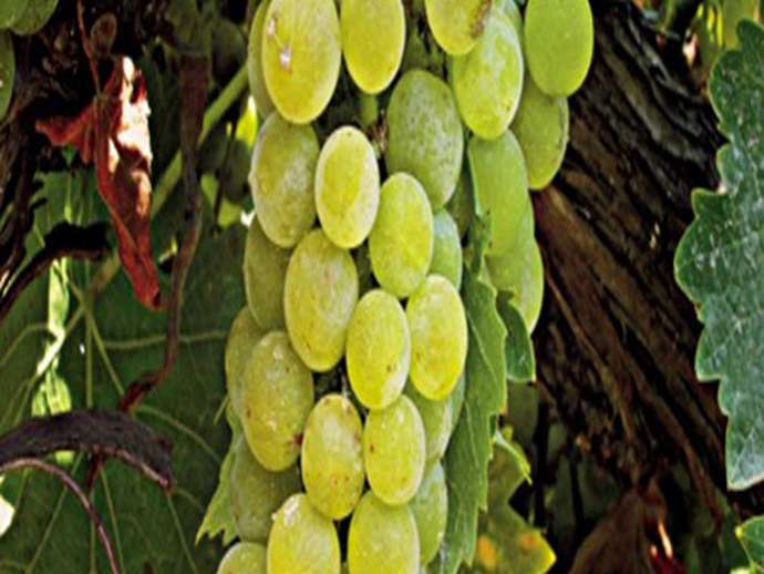 Μοσχάτο Αλεξανδρείας